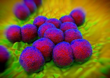 3D görüntüleme - Neisseria gonorrhoeae bakterisi