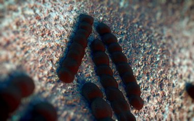 Streptococcus pneumoniae, Gram-pozitif koküs şekilli patojenik bakteridir ve zatürreye ek olarak pnömokok enfeksiyonlarına neden olur. .