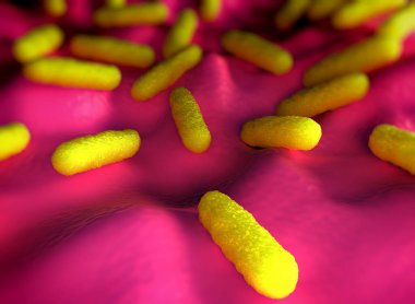 Salmonella typhimurium bakterisine yakın çekim