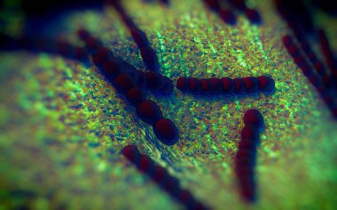 Streptococcus pneumoniae, Gram-pozitif koküs şekilli patojenik bakteridir ve zatürreye ek olarak pnömokok enfeksiyonlarına neden olur. .