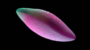 Polen taneleri, çiçekli bir bitkinin erkek üreme hücreleridir.