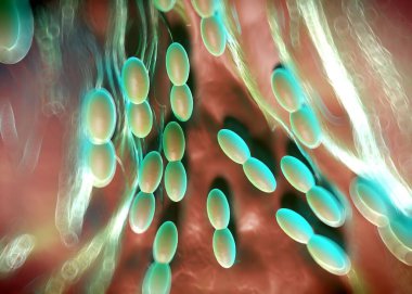 3D görüntüleme - asetobacter bakteri