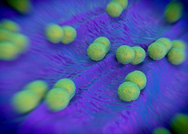 3D görüntüleme - Neisseria gonorrhoeae bakterisi