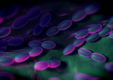 3D görüntüleme - asetobacter bakteri