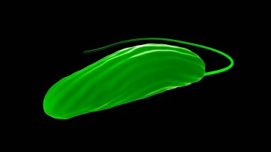 Kırbaçlanmış protozoan, yakın plan görünümü