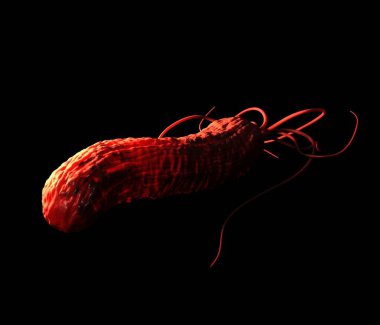 Helicobacter pylori bakterisine yakın çekim 