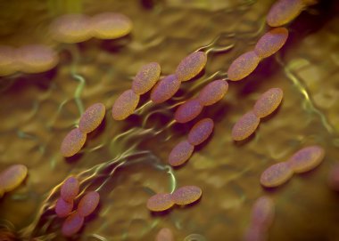 3D görüntüleme - asetobacter bakteri