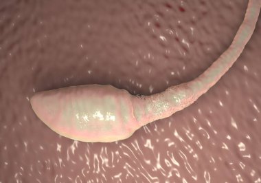 Sperm hücresi resimleme 
