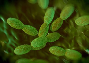 3D görüntüleme - asetobacter bakteri