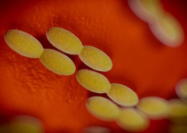 3D görüntüleme - asetobacter bakteri