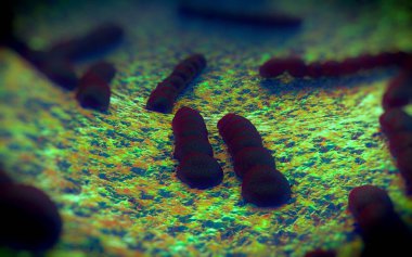 Streptococcus pneumoniae, Gram-pozitif koküs şekilli patojenik bakteridir ve zatürreye ek olarak pnömokok enfeksiyonlarına neden olur. .