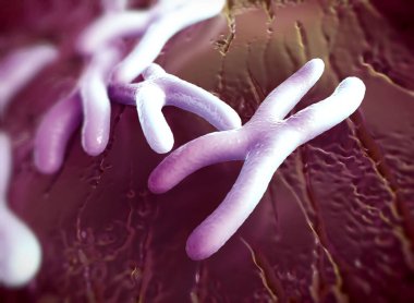 Kromozomlar genetik materyal DNA 'sının bir paketlenmiş halidir.