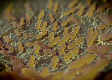 3D görüntüleme - asetobacter bakteri