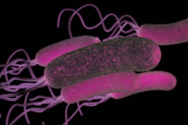Helicobacter pylori bakterisine yakın çekim 