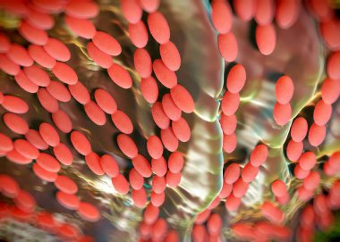 3D görüntüleme - asetobacter bakteri