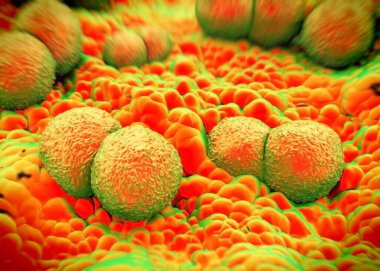 3D görüntüleme - Neisseria gonorrhoeae bakterisi