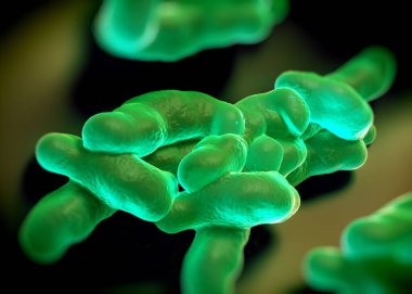 3D görüntüleme - campylobacter jejuni bakterisi