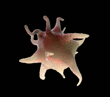 3D görüntüleme - etkinleştirilmiş trombositler