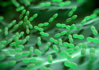 3D görüntüleme - asetobacter bakteri