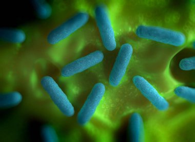 Salmonella typhimurium bakterisine yakın çekim