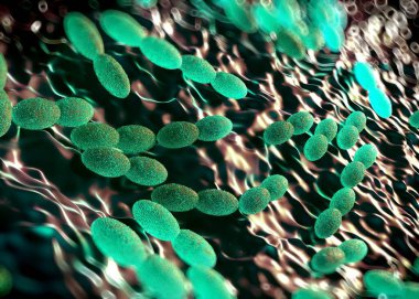 3D görüntüleme - asetobacter bakteri