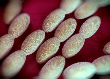 3D görüntüleme - asetobacter bakteri