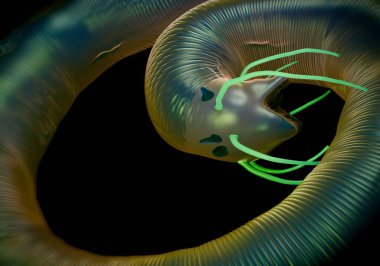 3D görüntüleme - Nematode solucanı