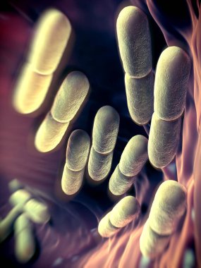  Laktobacillus bulgaricus bakterisi. Çubuk şeklinde, gram pozitif bakteriler. Asit ortamında büyürler ve karbonhidratların fermantasyonundan laktik asit üretirler. Preservatio 'nun sorumlusunun süt fermantasyonu tarafından üretilen laktik asit olduğunu