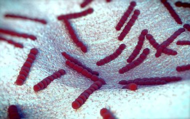 Streptococcus pneumoniae, Gram-pozitif koküs şekilli patojenik bakteridir ve zatürreye ek olarak pnömokok enfeksiyonlarına neden olur. .