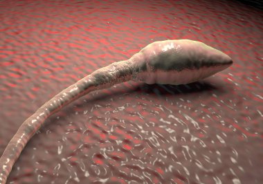 Sperm hücresi resimleme 
