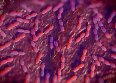 3D görüntüleme - asetobacter bakteri