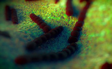 Streptococcus pneumoniae, Gram-pozitif koküs şekilli patojenik bakteridir ve zatürreye ek olarak pnömokok enfeksiyonlarına neden olur. .