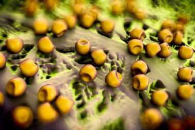 Aconite anter ve polen, bir akonit (Aconitum) çiçeğinden gelen polen tanecikleri. 