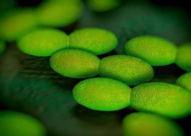 3D görüntüleme - asetobacter bakteri