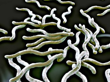 Borrelia Burgdorferi Bakterisinin 3d illüstrasyonu