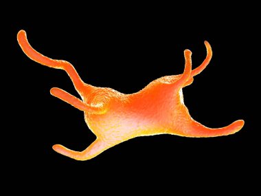 Amoeba protozoanı. Bu, bakteri ve daha küçük protozoalarla beslenen tek hücreli tatlı bir organizma..