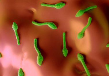 Clostridium tetani bakterisi, tetanoza neden olan Gram-pozitif, spor oluşturan, çubuk benzeri bakteri türüdür. Küresel endospori her bakterinin üst ucunda bir şişkinlik olarak görünür.