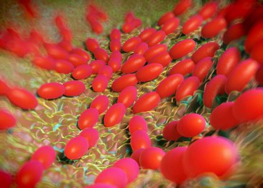 3D görüntüleme - asetobacter bakteri