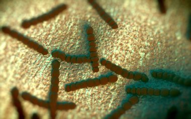 Streptococcus pneumoniae, Gram-pozitif koküs şekilli patojenik bakteridir ve zatürreye ek olarak pnömokok enfeksiyonlarına neden olur. .