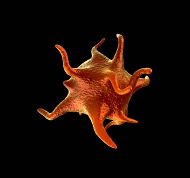 3D görüntüleme - etkinleştirilmiş trombositler
