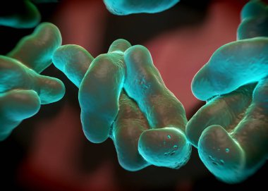 3D görüntüleme - campylobacter jejuni bakterisi