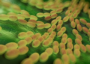 3D görüntüleme - asetobacter bakteri 