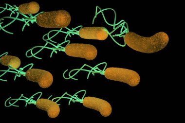closeup of Helicobacter pylori bacterium  clipart