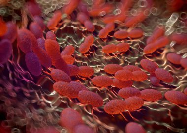 3D görüntüleme - asetobacter bakteri