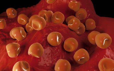  Bilinen Anter ve polen