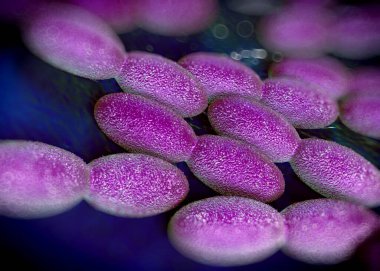 3D görüntüleme - asetobacter bakteri