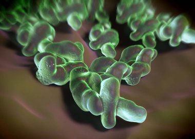 3D görüntüleme - campylobacter jejuni bakterisi