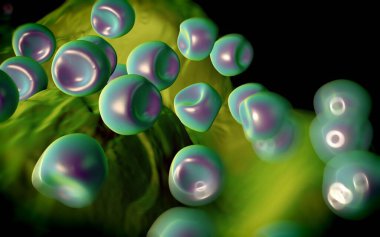 Aconite anter ve polen - 3D görüntüleme