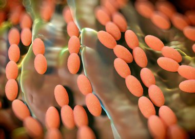 3D görüntüleme - asetobacter bakteri