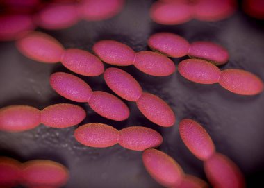 3D görüntüleme - asetobacter bakteri